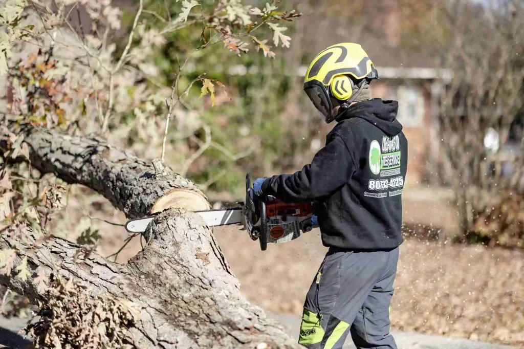 seminole fl tree care
